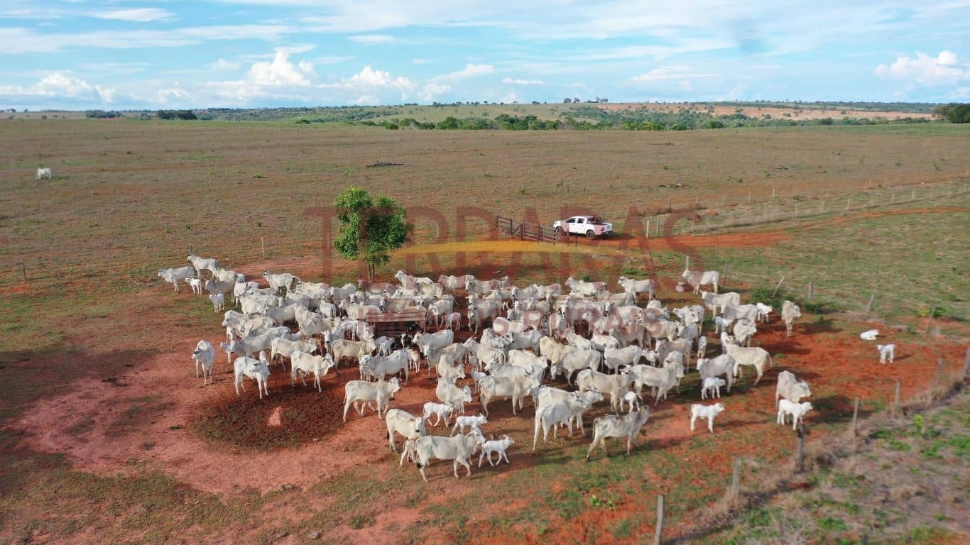 Fazenda em Tesouro/MT