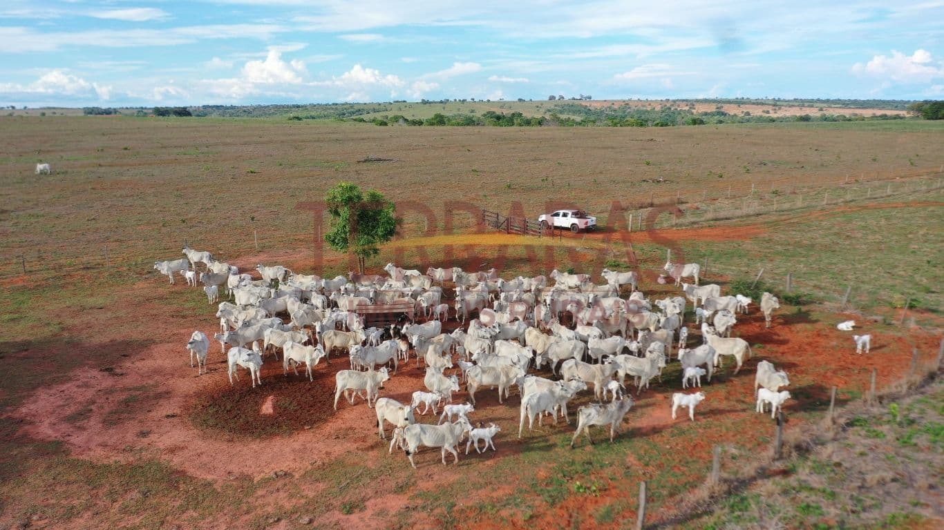 Fazenda em Tesouro/MT